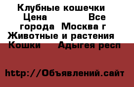 Клубные кошечки › Цена ­ 10 000 - Все города, Москва г. Животные и растения » Кошки   . Адыгея респ.